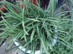 fritelaria.JPG