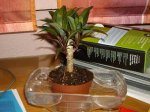 IMGP0053.JPG