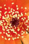 Austrocilindropuntia verschaffeltii..detalle.JPG