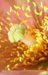 Cilindropuntia tunicata...detalle.JPG