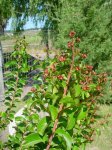DSC03727.jpg