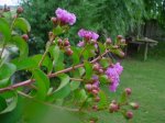 Dsc03769.jpg