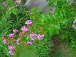 Dsc03771.jpg