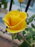 Rosal 1.jpg
