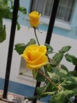 Rosal 2.jpg