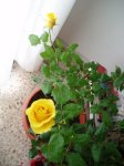 Rosal 3.jpg