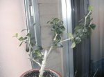 DSCN1230.jpg