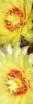 de4talle hamatocactus.JPG