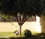 ficus.jpg