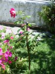 tercer rosal1.jpg