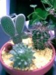 Cactuses.jpg