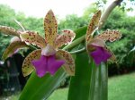 cattleya.jpg