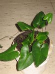 plantas 018.jpg
