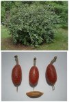 eleagnus.jpg