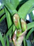 infojardin 009.jpg