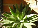 23 Aloe brevifolia.JPG