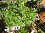17 Aeonium arboreum .JPG