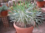 96 Senecio kleinia.jpg