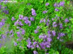 Dsc03720.jpg