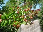 Dsc03732.jpg