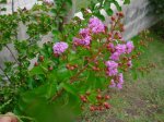Dsc03768.jpg