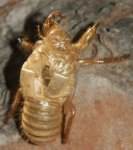 Exuvia%20cigarra1.jpg