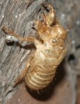 Exuvia%20cigarra.jpg