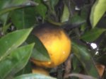 naranjaNegra.jpg