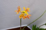 paniculatum.jpg