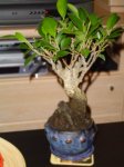 Ficus Retusa 5-6 años.JPG