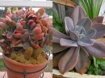 108 Echeveria f cristata.jpg