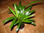 Areca01.JPG