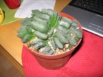 truncata 001.jpg