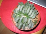 truncata 002.jpg