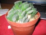 truncata 003.jpg