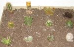 bandeja cactus.JPG