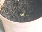 Dionaea idefinida 3.jpg