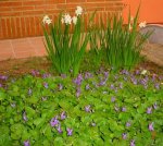 violeta-flores.jpg