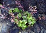 crassula-multicava.jpg