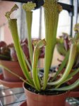 sarracenia_mancha.JPG