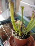 sarracenia_mancha2.JPG