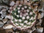 100 Mammillaria melanocentra.JPG