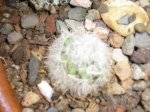 74 Mammillaria bocasana.jpg