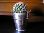 104 Mammillaria duoformis.JPG