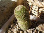 109 Mammillaria matudae.JPG