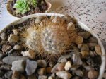 107 Mammillaria leptacantha.jpg