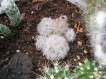 129 Mammillaria plumosa.jpg