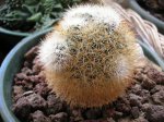 143 Mammillaria albicans.jpg