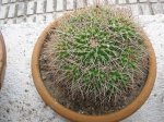 144 Mammillaria carnea.jpg