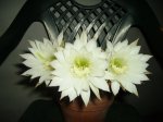 PICT0563.jpg
